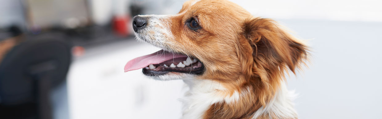 Vaccinating your dog
