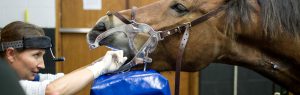 Vet performing dentals on a horse