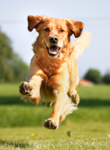 Brown dog running through a field