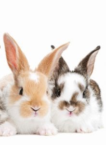 Rabbit awareness week post